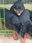Purebred Rottweiler Puppy - Female, 1-3 Months - 2