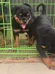 Purebred Rottweiler Puppy - Female, 1-3 Months - 3