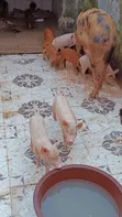 Live Pigs for Sale - Healthy & Robust - 2