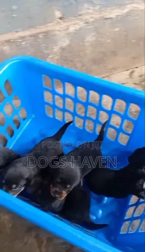 Purebred Rottweiler Puppy - 1-3 Months Old