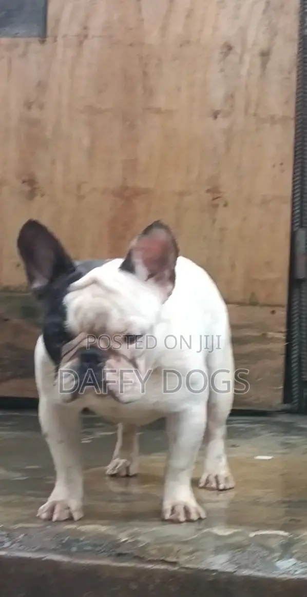 Purebred French Bulldog Stud - Shekaru 1+ - 1