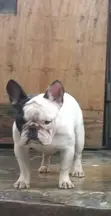 Purebred French Bulldog Stud - Shekaru 1+ - 1