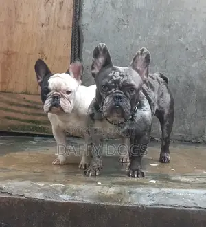 Purebred French Bulldog Stud - 1+ Year Old