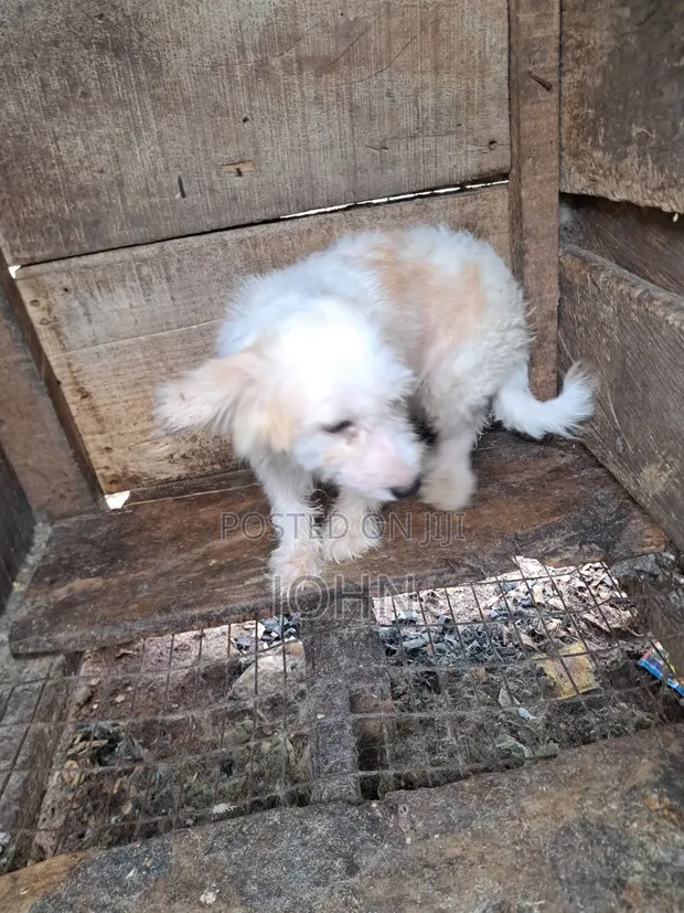 Mazaunan Lhasa Apso Mai Tsarki, Watan 8 - 1