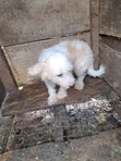 Mazaunan Lhasa Apso Mai Tsarki, Watan 8 - 1