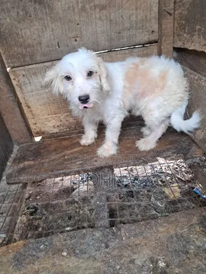 Mazaunan Lhasa Apso Mai Tsarki, Watan 8