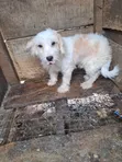Mazaunan Lhasa Apso Mai Tsarki, Watan 8 - 2