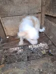 Mazaunan Lhasa Apso Mai Tsarki, Watan 8 - 3