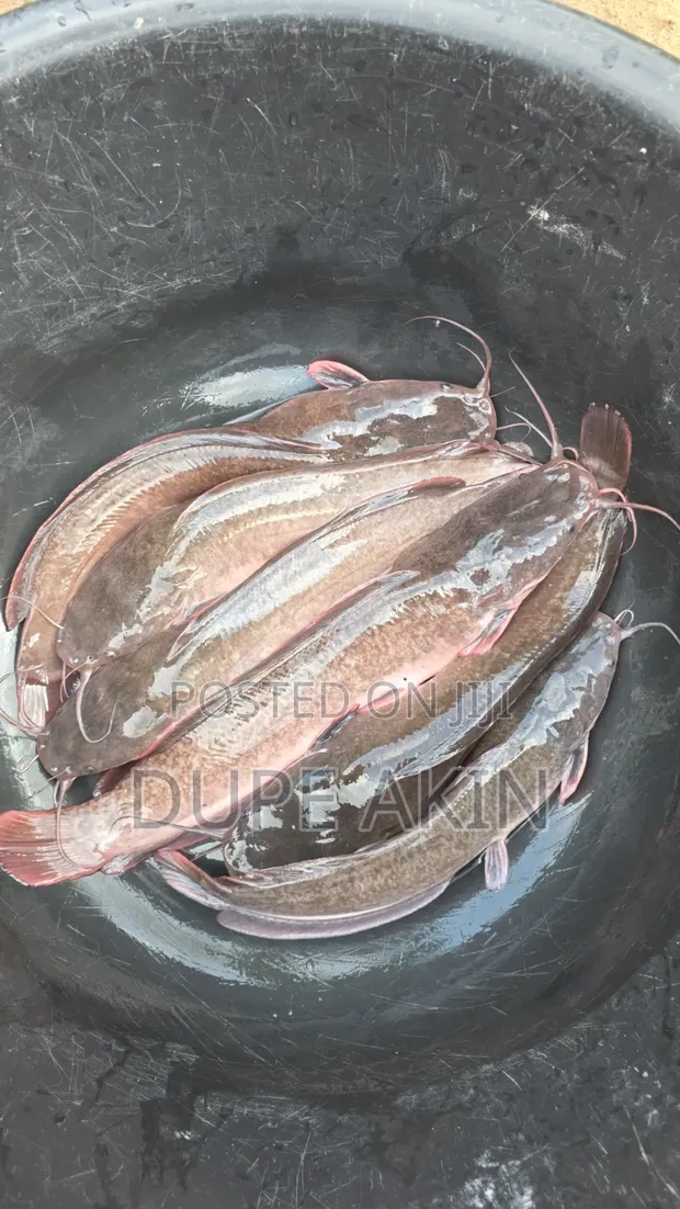 Fresh Catfish - 1