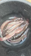 Fresh Catfish - 1