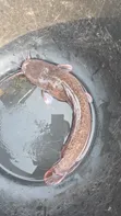 Fresh Catfish - 2