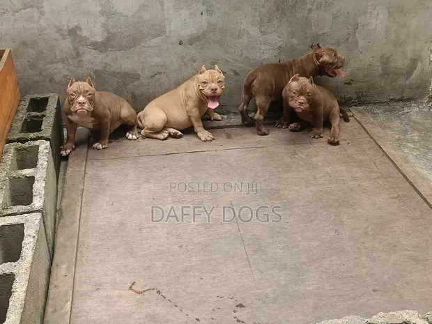 Purebred American Bully Puppy (3-6 Months) - 1