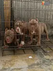 Purebred American Bully Puppy (3-6 Months) - 2