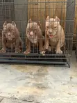 Purebred American Bully Puppy (3-6 Months) - 3