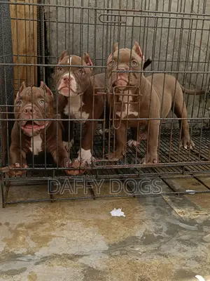 Purebred American Bully Puppy (3-6 Months)