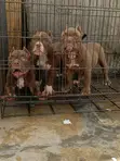 Purebred American Bully Puppy (3-6 Months) - 4
