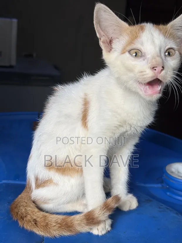 Purebred Female Cat, 1-3 Months Old - 1