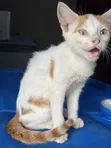 Purebred Female Cat, 1-3 Months Old - 1