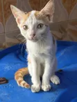 Purebred Female Cat, 1-3 Months Old - 2