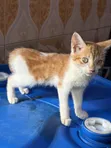 Purebred Female Cat, 1-3 Months Old - 3