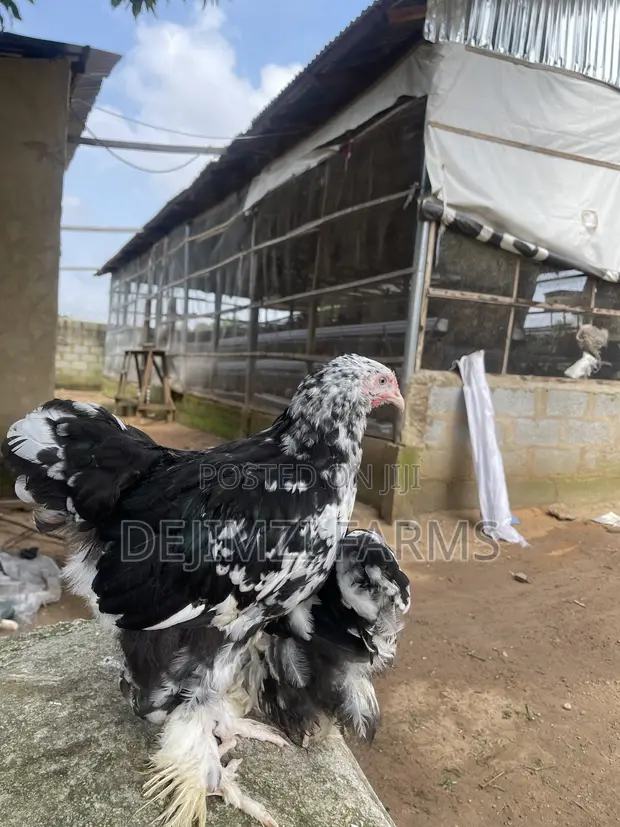 Kazar Brahma Mai Launi (Mottled Purebred Brahma) (Mako 18) - 1