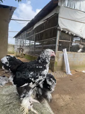 Mottled Purebred Brahma Chickens (18 Weeks)