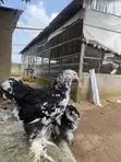 Kazar Brahma Mai Launi (Mottled Purebred Brahma) (Mako 18) - 1