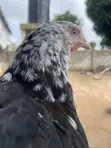 Kazar Brahma Mai Launi (Mottled Purebred Brahma) (Mako 18) - 2