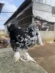 Kazar Brahma Mai Launi (Mottled Purebred Brahma) (Mako 18) - 3