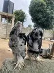 Kazar Brahma Mai Launi (Mottled Purebred Brahma) (Mako 18) - 4