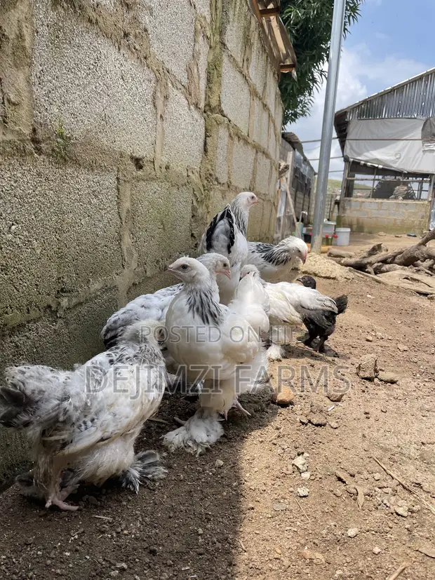 Light Brahma Chicken Combo (1 Male, 3 Hens) - 1