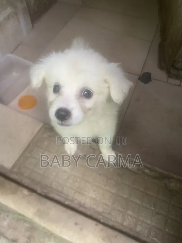 Yar Karamar American Eskimo, Wata 1-3 - 1