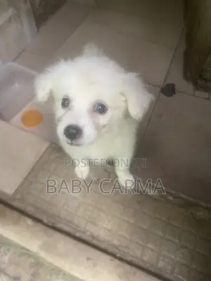 Yar Karamar American Eskimo, Wata 1-3