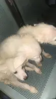 Yar Karamar American Eskimo, Wata 1-3 - 2