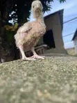 Agrited Broiler Chicks (1 Week Old) - 1