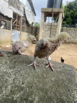 Agrited Broiler Cikakku (Mako Daya)