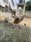 Agrited Broiler Chicks (1 Week Old) - 2