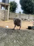 Agrited Broiler Chicks (1 Week Old) - 3