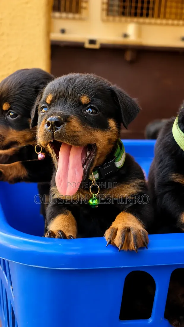 Purebred Rottweiler Puppy, 1-3 Months Male - 1
