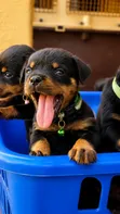 Purebred Rottweiler Puppy, 1-3 Months Male - 1