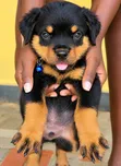 Purebred Rottweiler Puppy, 1-3 Months Male - 2