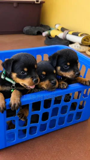 Purebred Rottweiler Puppy, 1-3 Months Male