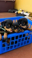 Purebred Rottweiler Puppy, 1-3 Months Male - 3