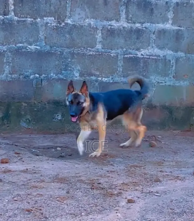 Adult Female Purebred German Shepherd - 1