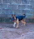 Adult Female Purebred German Shepherd - 1
