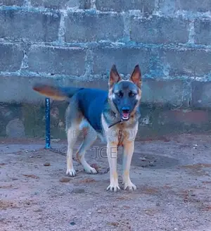 Adult Female Purebred German Shepherd