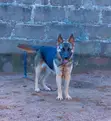 Adult Female Purebred German Shepherd - 2