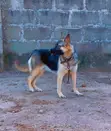 Adult Female Purebred German Shepherd - 3
