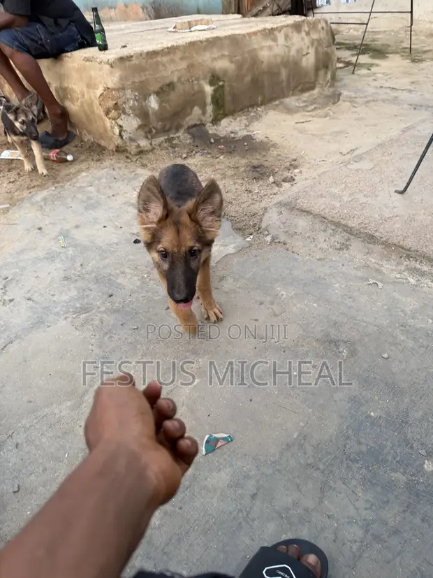 1-3 Month Male Purebred German Shepherd - 1