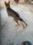 1-3 Month Male Purebred German Shepherd - 2